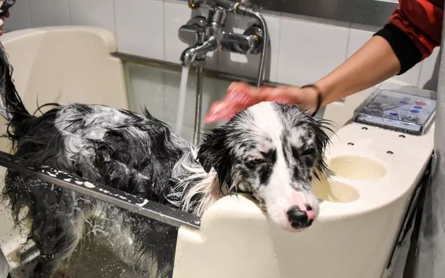 探秘2500亩魔都后花园!欧式别墅独栋、宠物乐园、动物农场高尔夫