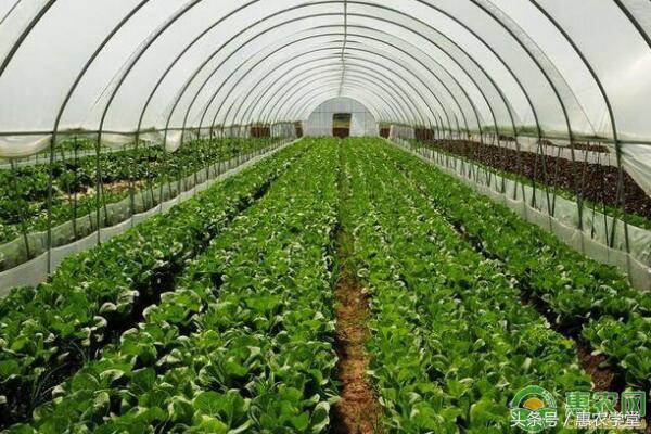 大棚湿度大如何除湿,夏天大棚不降温的病害