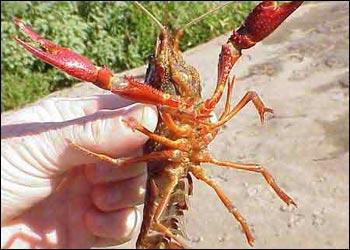 小龙虾病害大全,澳洲淡水小龙虾病害图