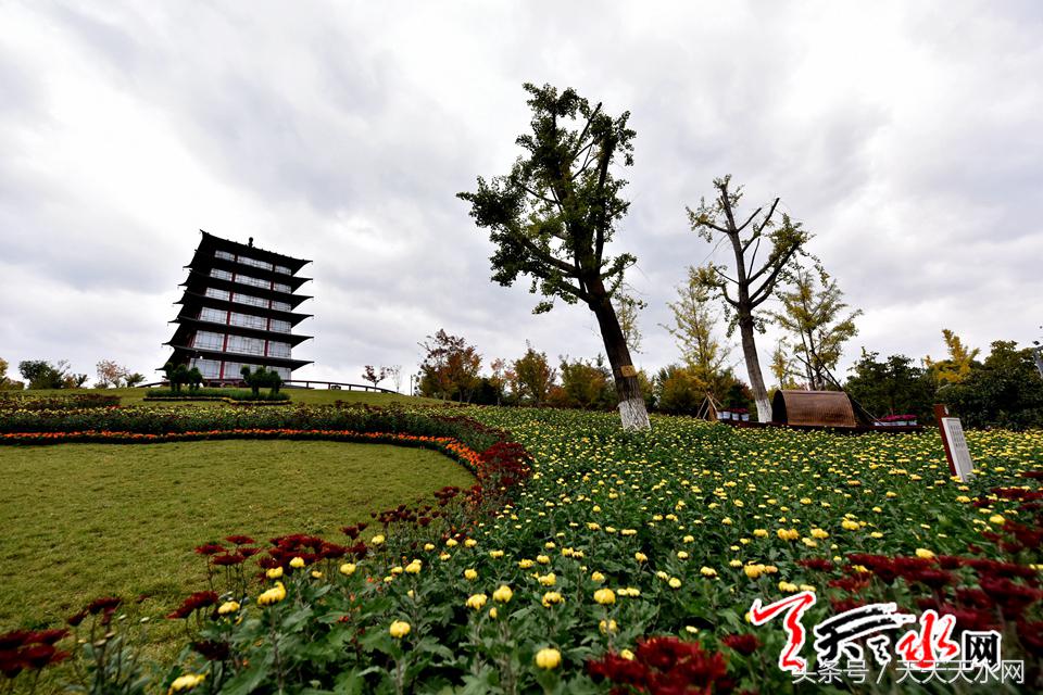 天水麦积菊展,金秋菊展日记