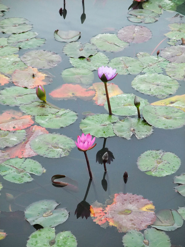 穷驴500块囧囧游香港（详细攻略带图）