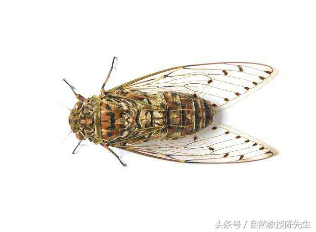 19个可能你不知道的恐怖维基百科的故事！