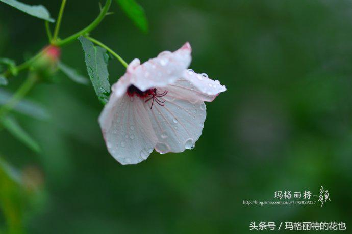 日系小清新高砂芙蓉,高砂芙蓉