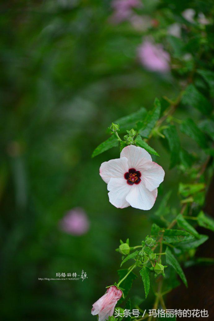 日系小清新高砂芙蓉,高砂芙蓉