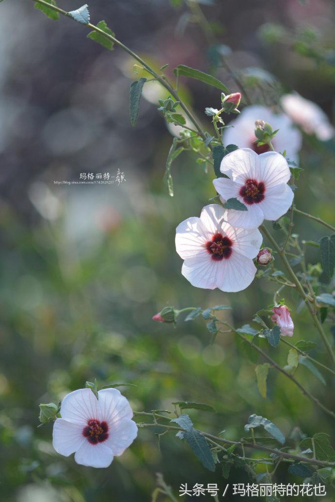 日系小清新高砂芙蓉,高砂芙蓉