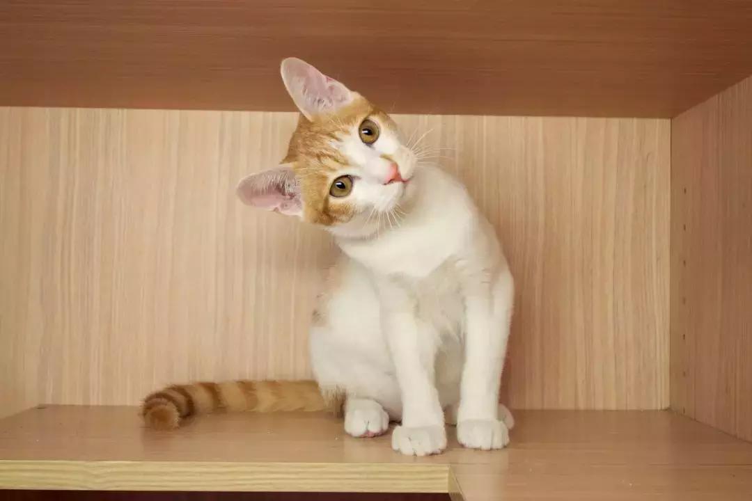 橘猫为什么容易养胖,橘猫如何不养胖