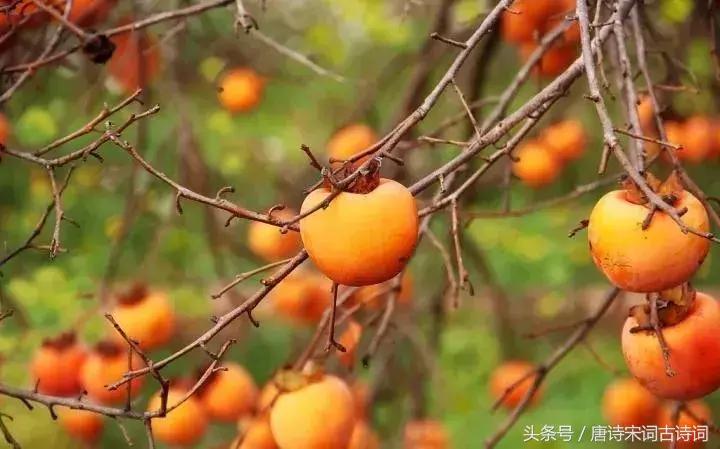 霜降来了天气寒,霜降来了柿子红了