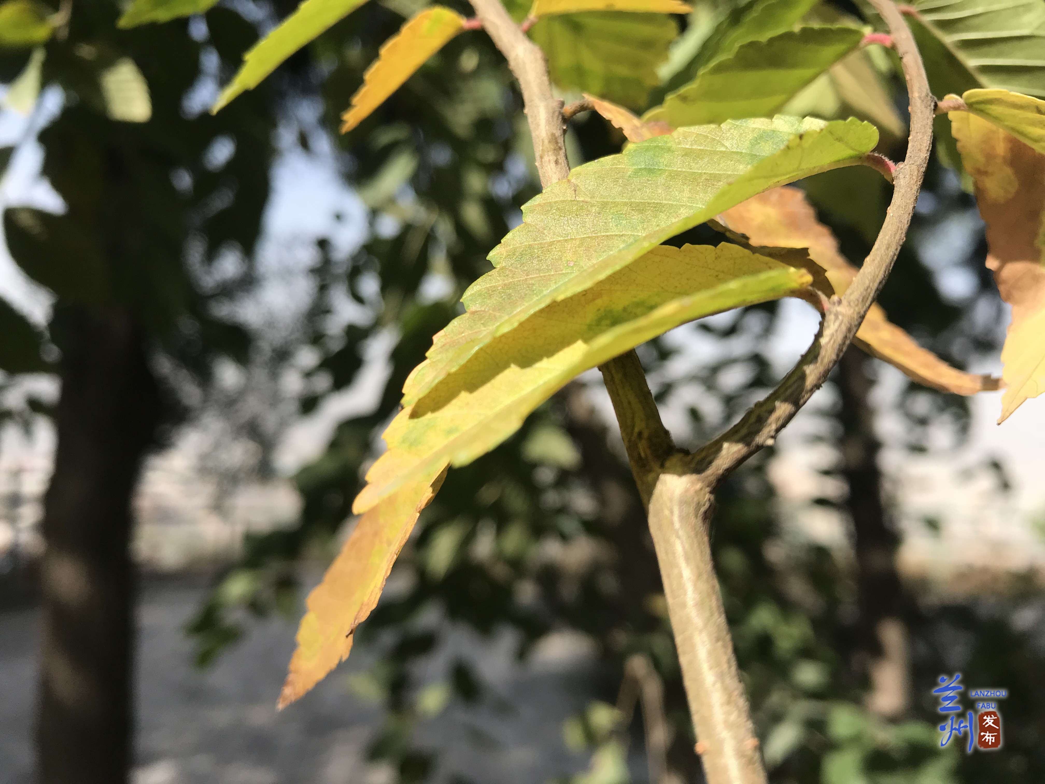 兰山最佳观景台,兰山公园玻璃观景台怎么去