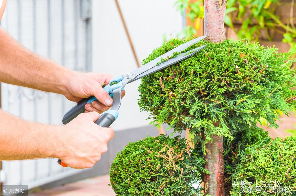 过了五十,一刻也不犹豫,我要修剪自己的生活!(美文)