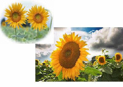 各个国家的国花是哪些,各国家的国花是什么样子