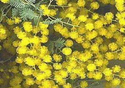 各国花图片,各国花大全