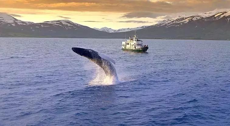 出海看到蓝鲸的感受是什么,当你下海看见一只虎鲸感觉是什么