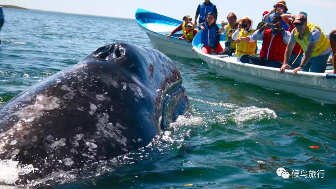 出海看到蓝鲸的感受是什么,当你下海看见一只虎鲸感觉是什么