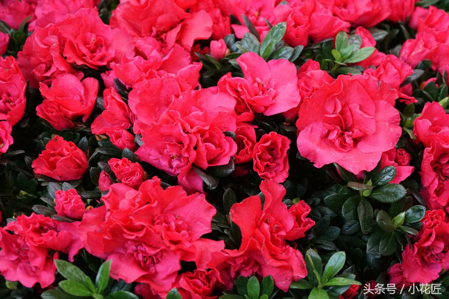 北方杜鹃花土壤配制方法,杜鹃花好养活吗北方