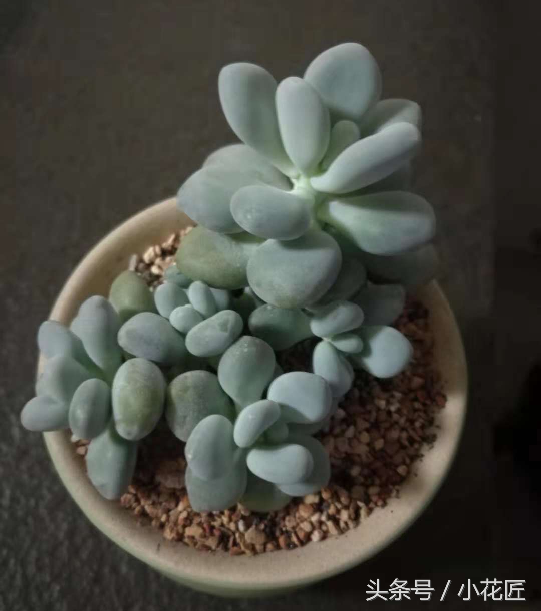 多肉有小虫子怎么办,小黑飞介壳虫多肉