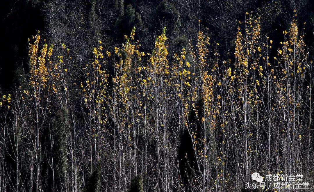金堂秋色,秋天金堂十大必去景点