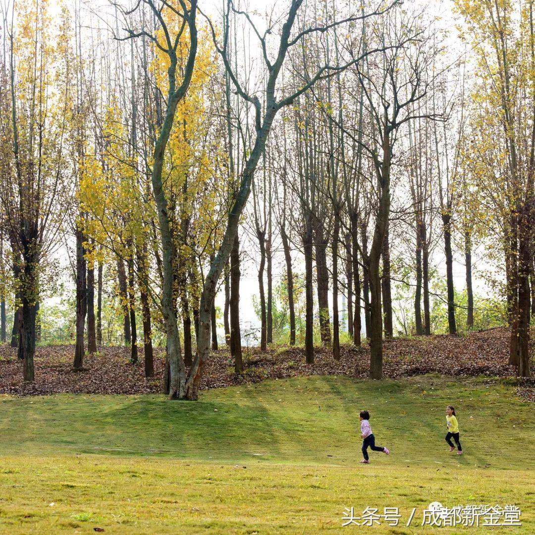 金堂秋色,秋天金堂十大必去景点