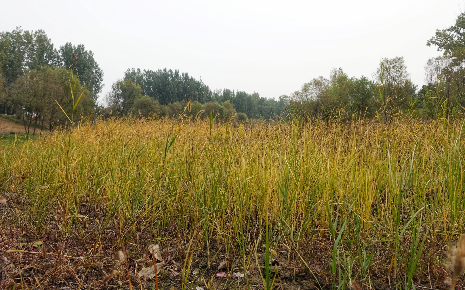 北京昌平金秋风景,昌平金秋周边一日游最佳攻略
