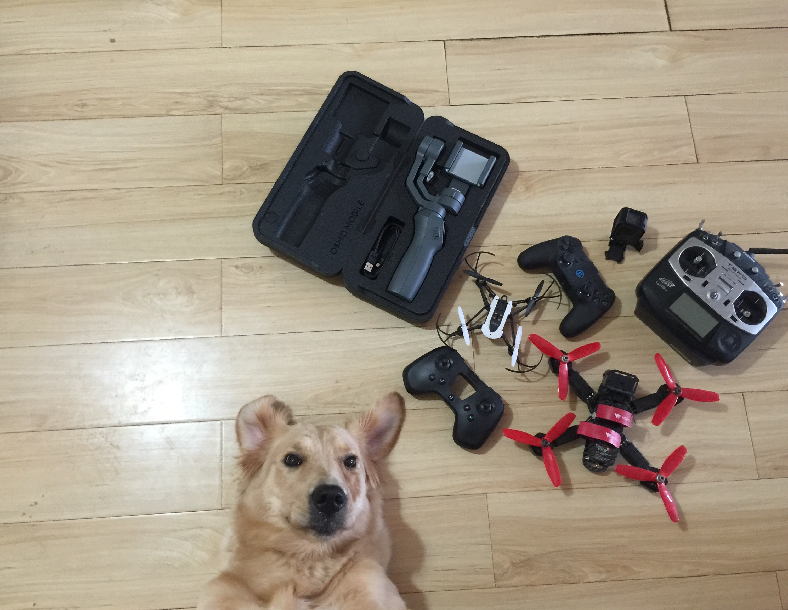 狗子摔了一跤会有问题吗,宠物狗摔了一下