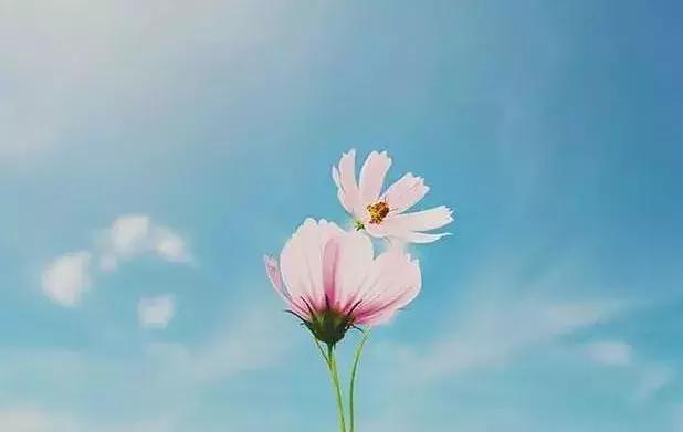 一只猴子说的经典话,一只老猴子的经典句子