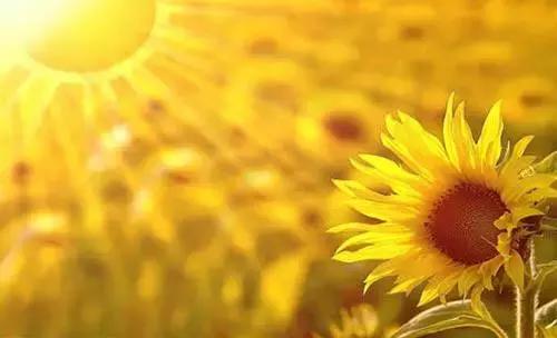 一只猴子说的经典话,一只老猴子的经典句子