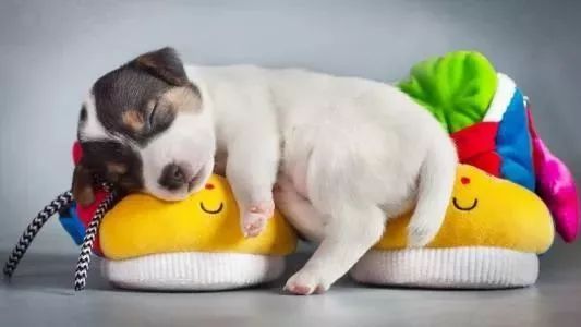 科学界公认狗狗致死9大杀手，你知道几个？