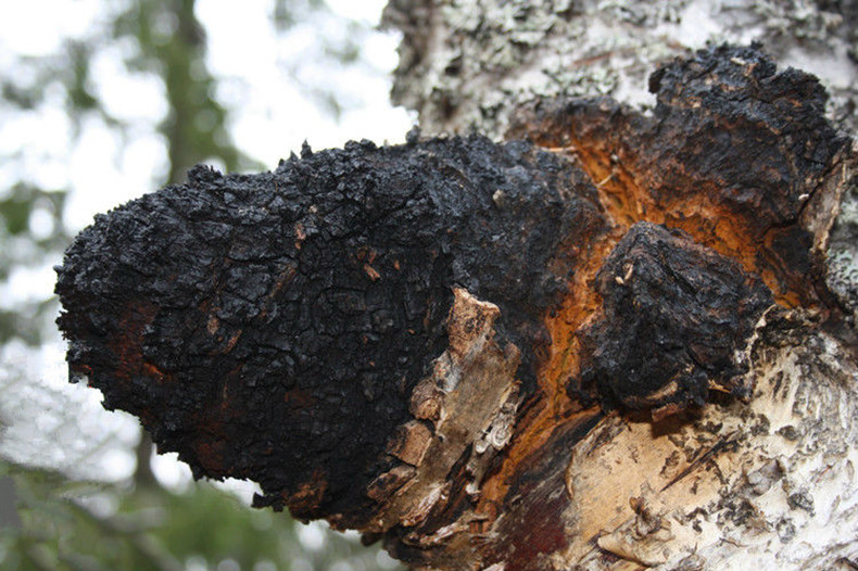 让我们一起了解白桦茸《免疫之星》《森林钻石》