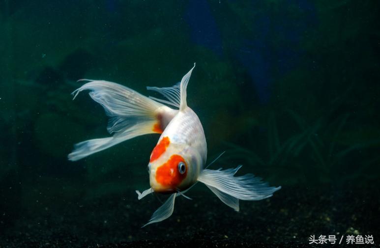 观赏鱼什么鱼粮最好用最便宜,几块钱一斤的鱼粮