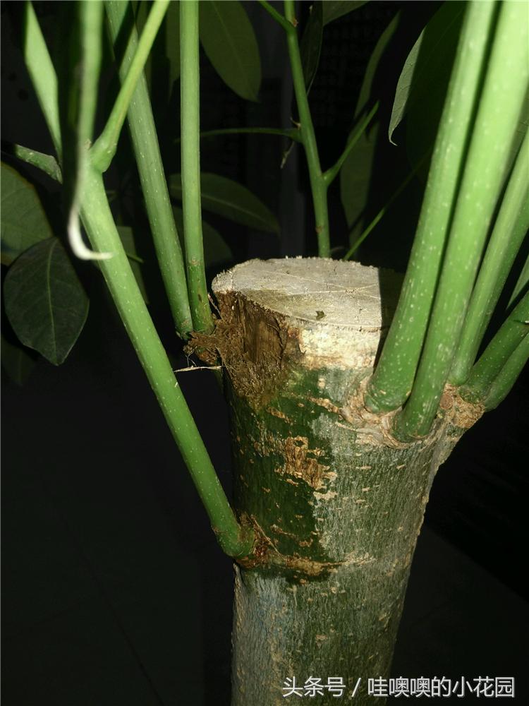 发财树掉枝,发财树搬到新家马上就黄叶了