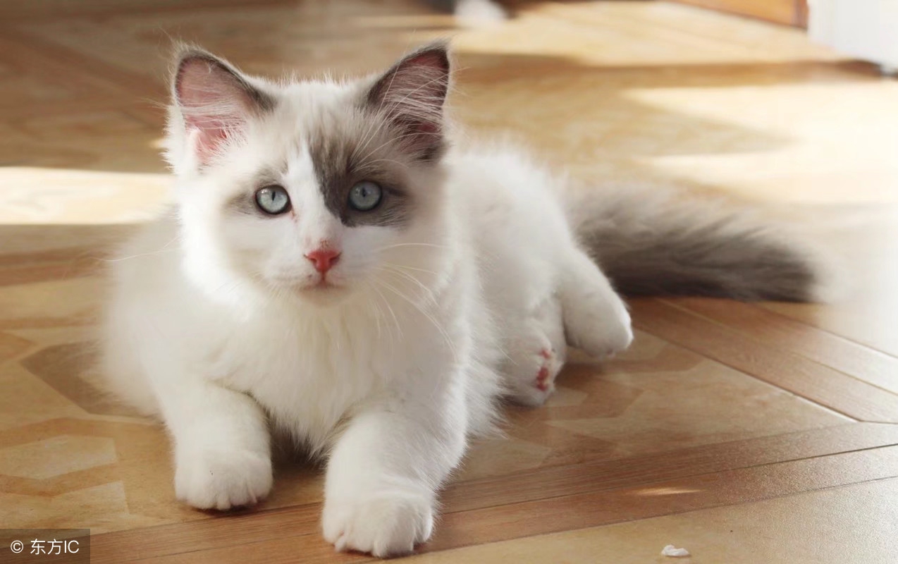 猫咪的习性及饲养方法,合格猫咪