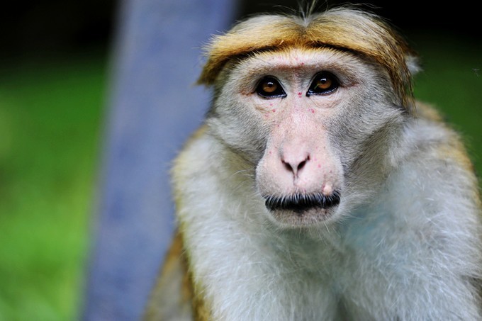 人文摄影斯里兰卡,锡兰风景