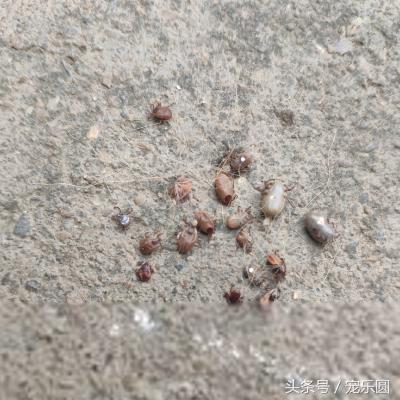 狗狗什么虫不能试着去除,狗狗除虫了有什么要注意的