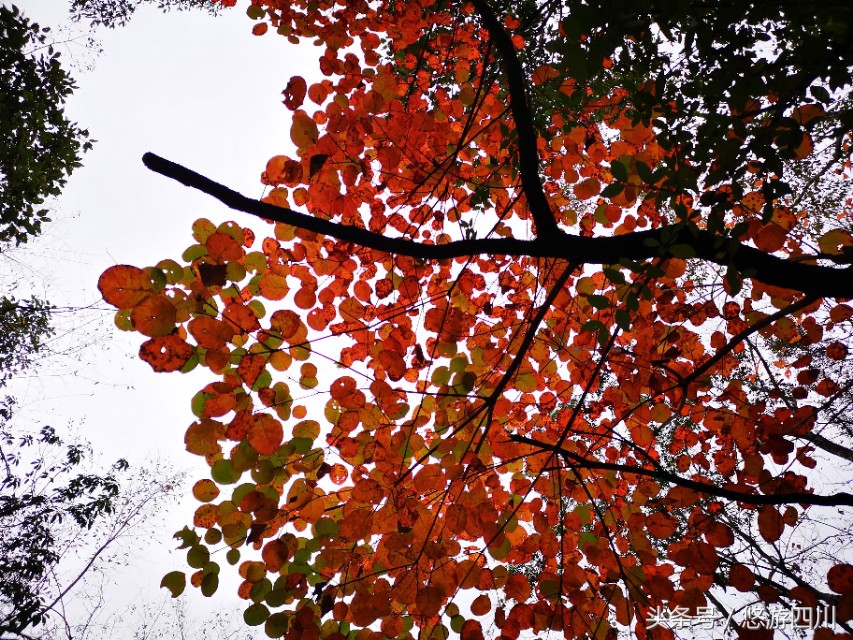 2020光雾山红叶观赏最佳地点,巴中光雾山红叶路线