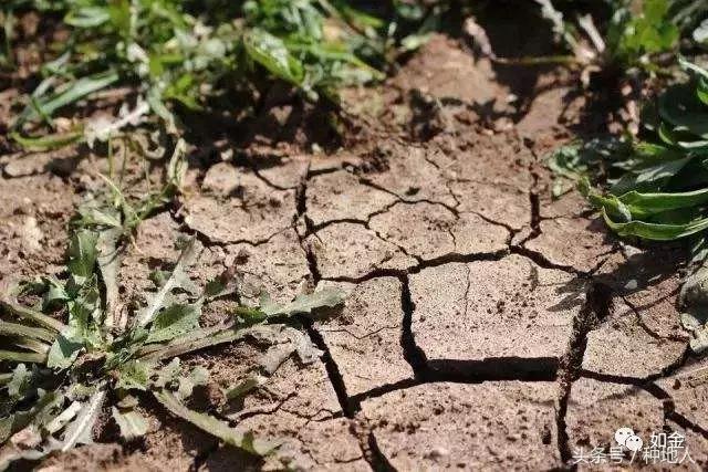 自来水浇花土壤板结怎么办,造成土壤板结的原因有哪些