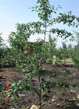 苹果树修剪什么叫三套枝修剪,苹果树修剪方法视频