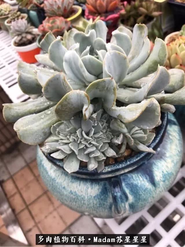 养多肉就是在不断折腾中寻找快乐,养多肉是我坚持做的最久的一件事