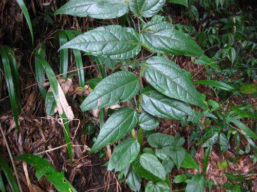 腹水草的中药别名,腹水草长什么样