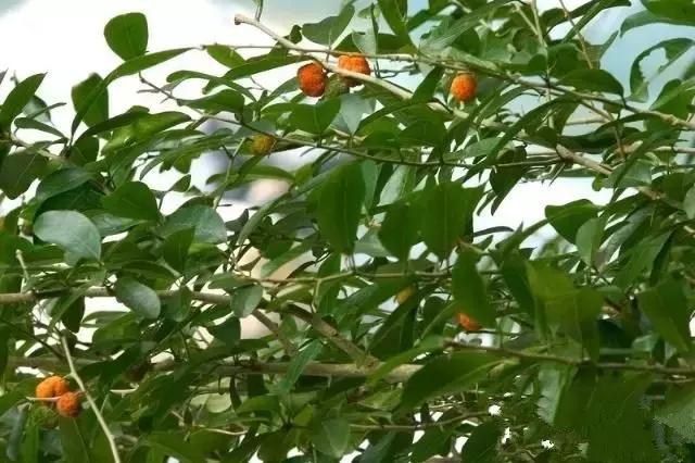 野菜功效,野菜功效介绍