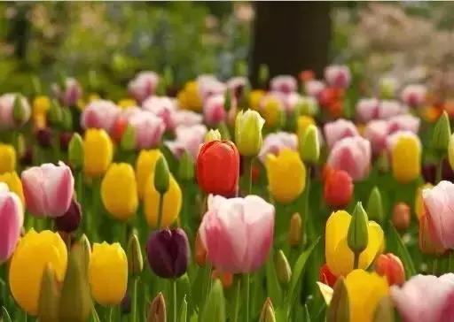 世界各国国花国鸟国树,世界各国的国花完整版