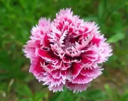 世界各国国花国鸟国树,世界各国的国花完整版