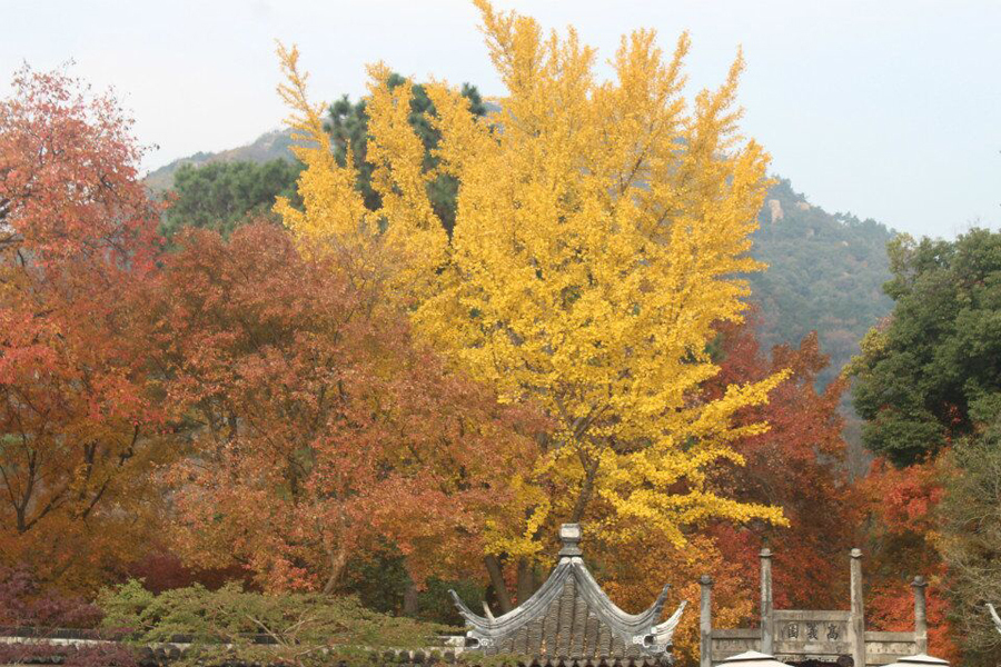 苏州天平山赏枫叶最佳地点,灵白线天平山全程路线详解