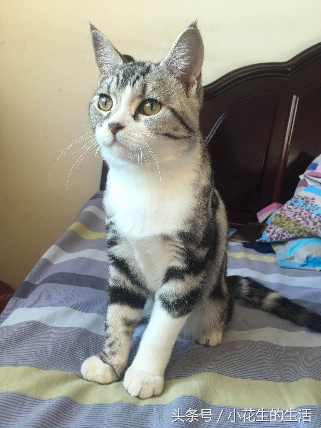 不小心踩到了猫尾巴掉了一撮毛,不小心把猫踩了给他道歉行吗