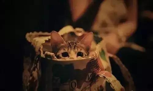 猫咪的产后护理,猫咪产后恶露护理