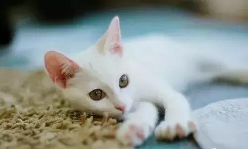 猫咪的产后护理,猫咪产后恶露护理