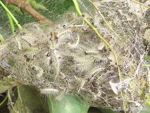 害虫防治的特效药,高抗性害虫的克星