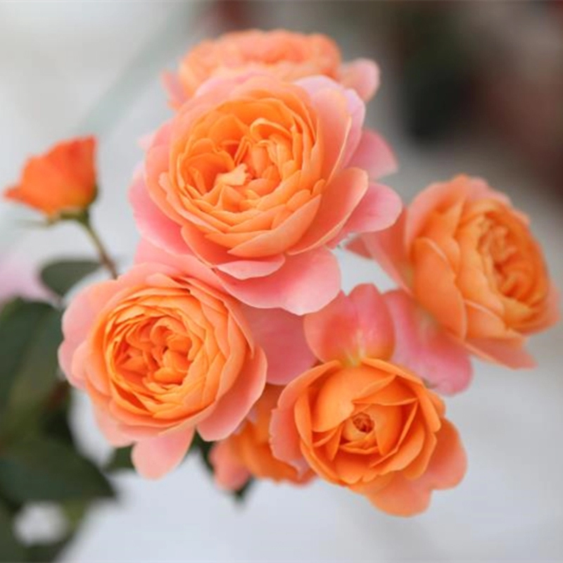 月季图鉴哪本书好,淘宝上最好养的月季品种