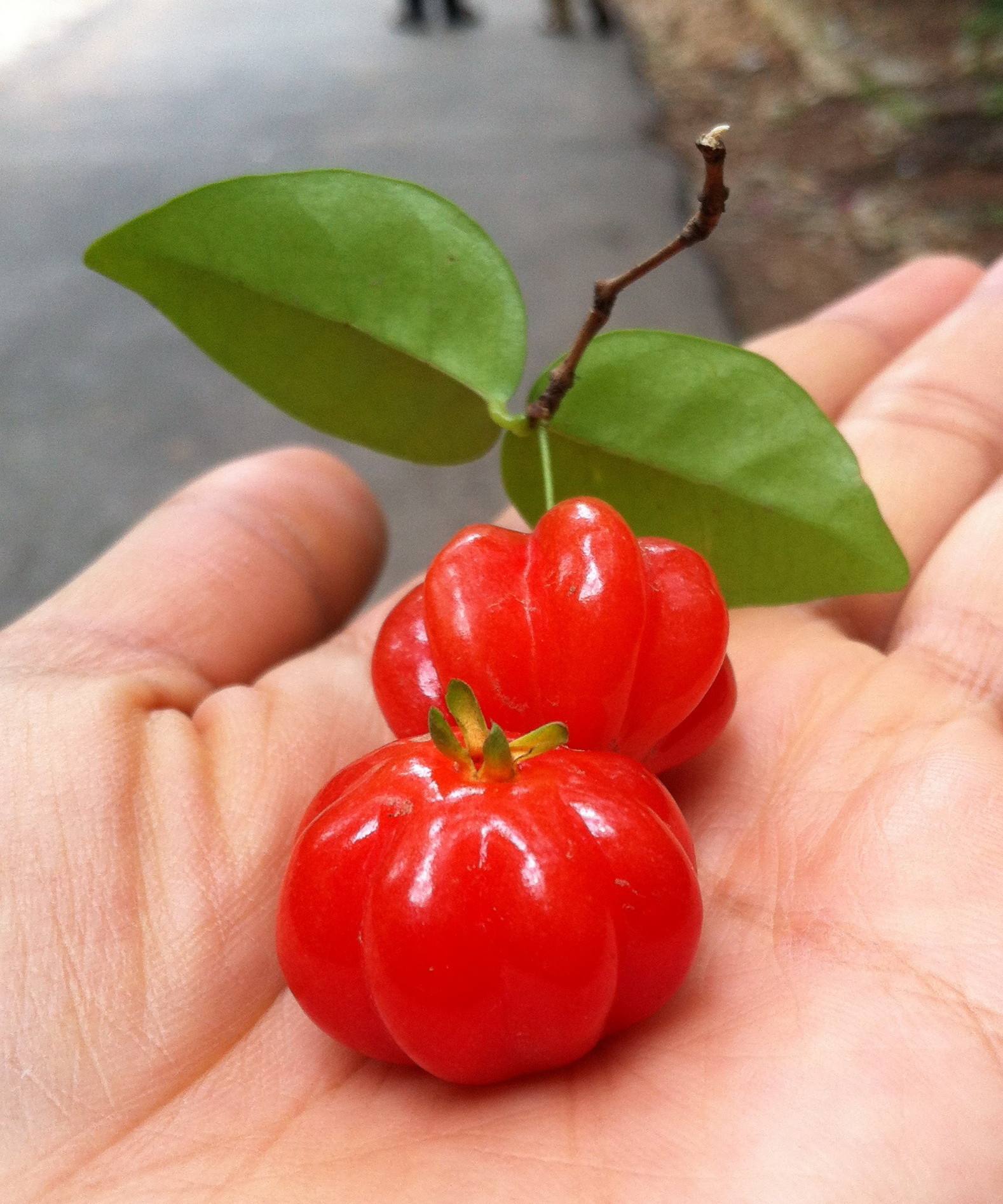 这种小红果产自巴西！味道鲜美，果型奇特，食用、观赏两相宜！