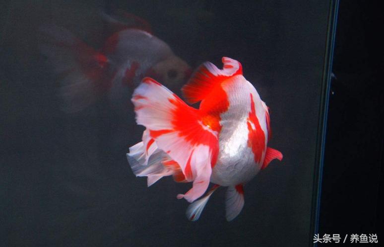 观赏鱼用药有哪些原则 (观赏鱼抗应激用量)