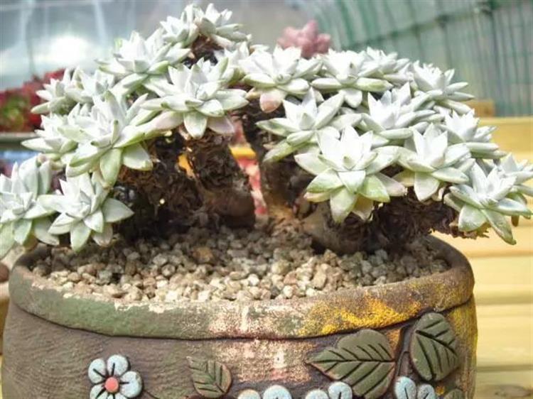 养成老桩最好看的多肉品种,多肉怎么养才能养成老桩盆景