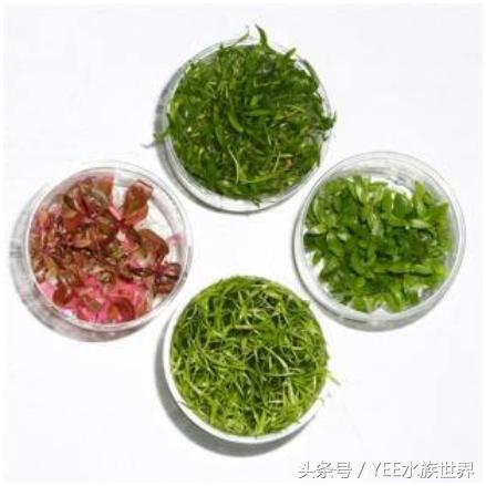 矮珍珠养护注意事项,矮珍珠草坪造景